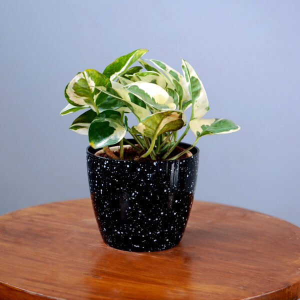 Money Plant Enjoy - Image 3