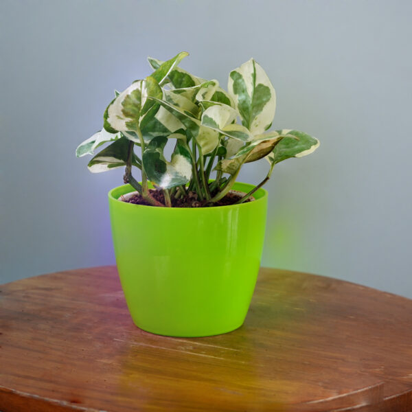 Money Plant Enjoy - Image 2