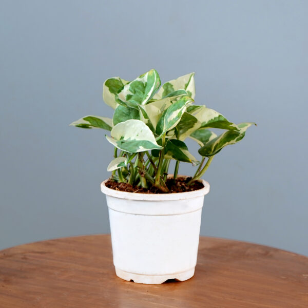 Money Plant Enjoy