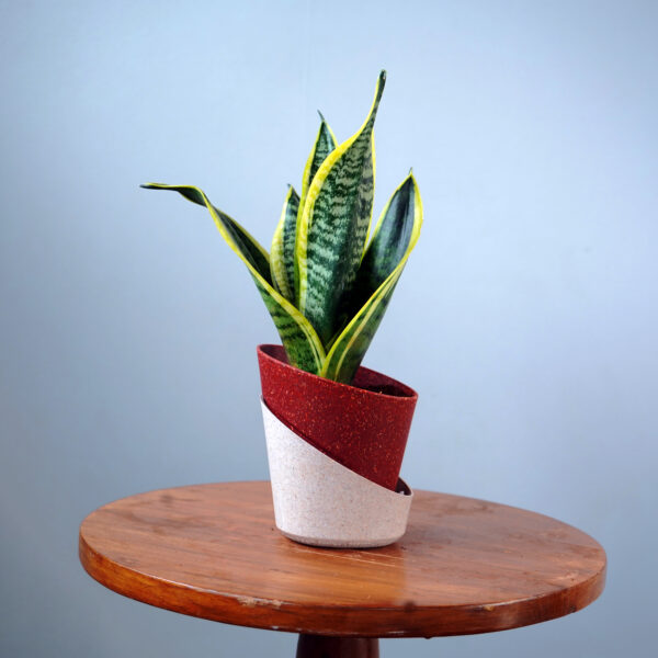 Snake Plant - Image 3