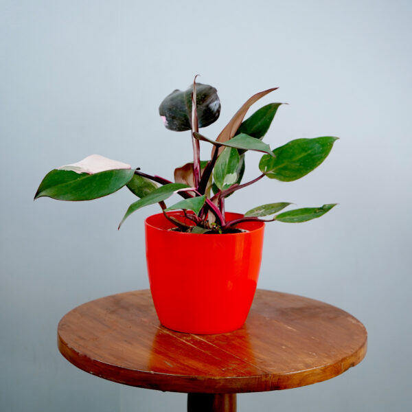 Philodendron Pink Princess - Image 2