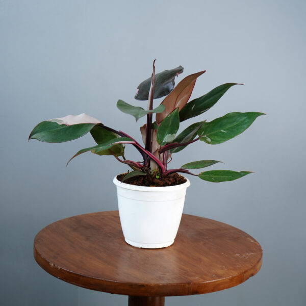 Philodendron Pink Princess - Image 3