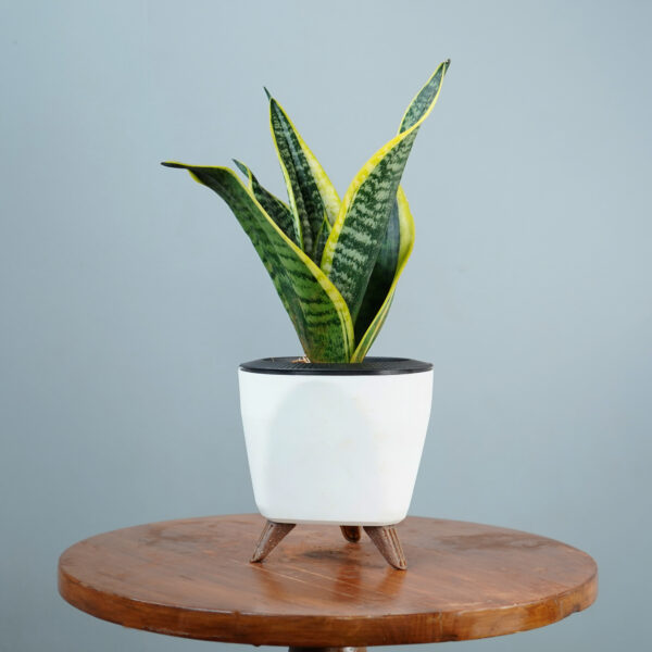 Snake Plant