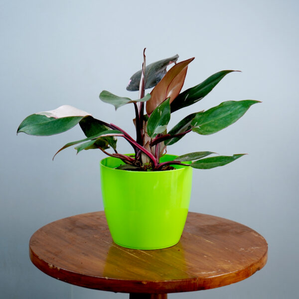 Philodendron Pink Princess