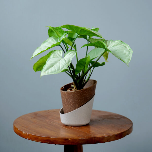 Syngomium White - Image 18