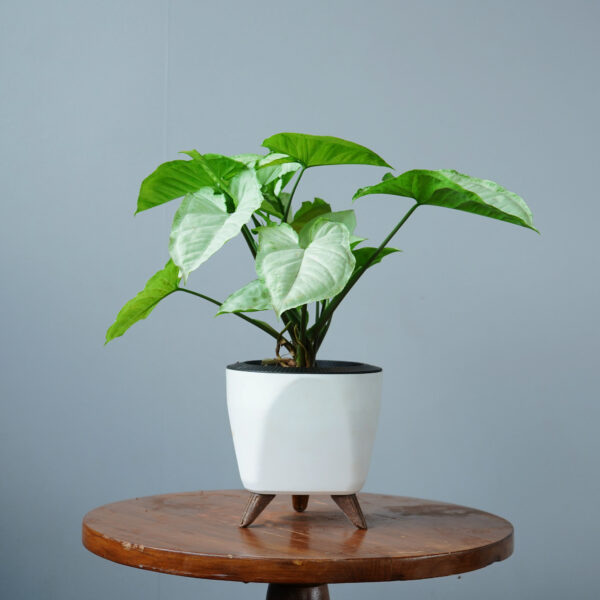 Syngomium White - Image 17