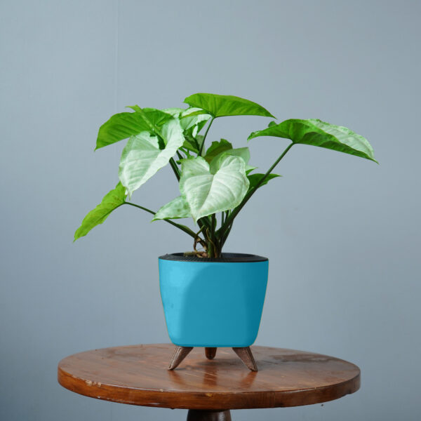 Syngomium White - Image 15