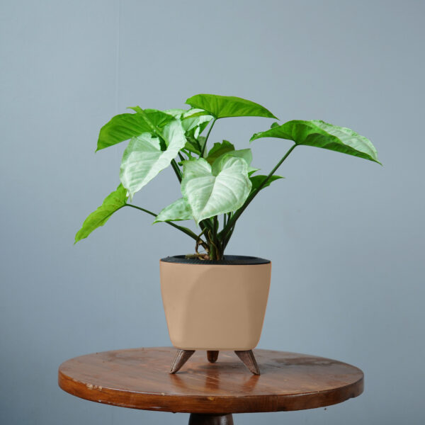 Syngomium White - Image 14