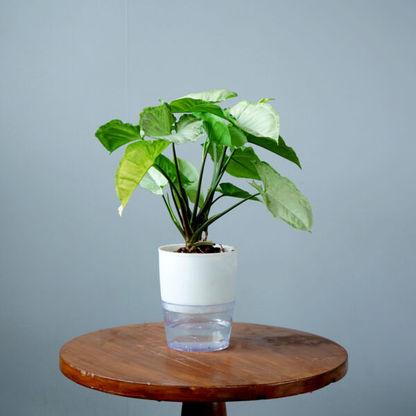 Syngomium White