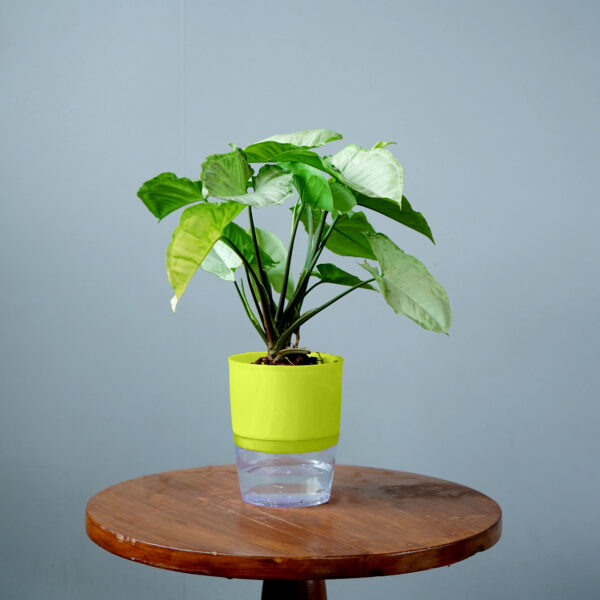 Syngomium White - Image 13