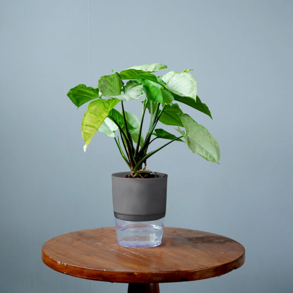Syngomium White - Image 12