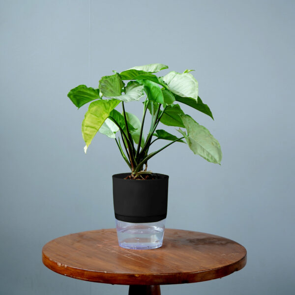 Syngomium White - Image 11