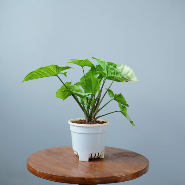 Syngomium White - Image 10