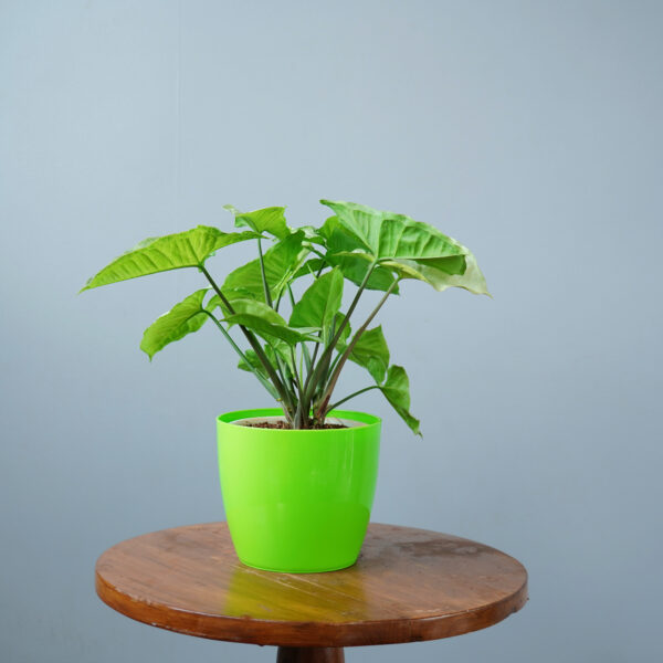 Syngomium White - Image 9
