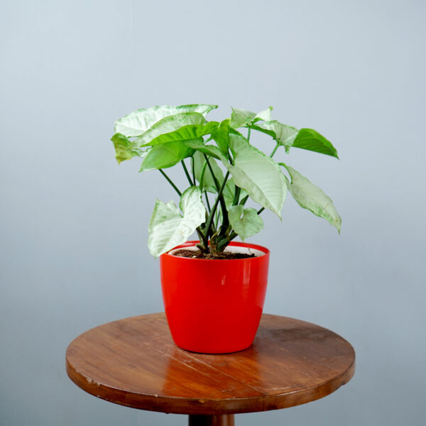 Syngomium White - Image 7