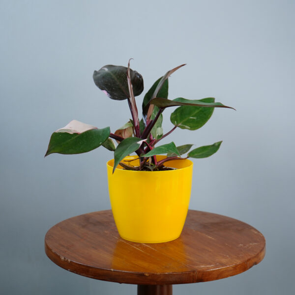 Philodendron Pink Princess - Image 4