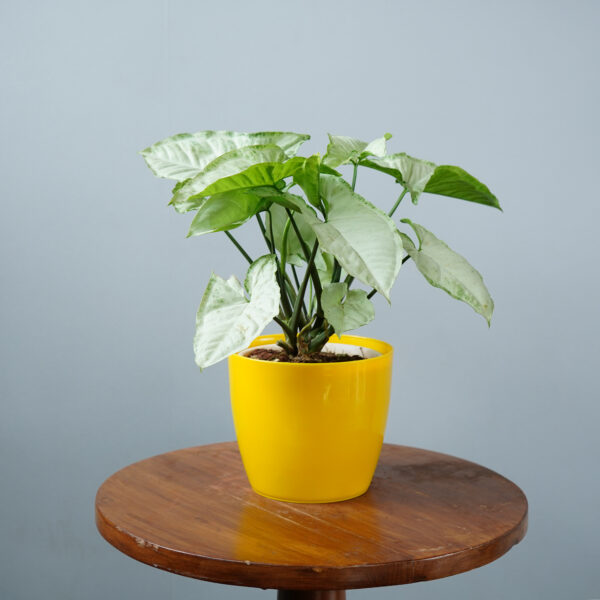 Syngomium White - Image 6
