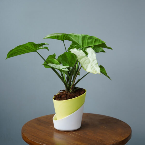 Syngomium White - Image 5