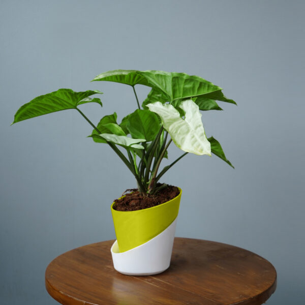 Syngomium White - Image 2