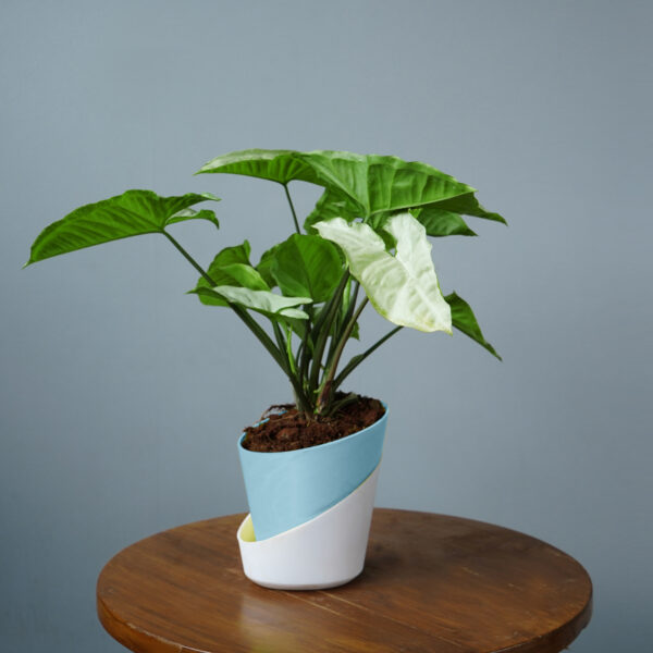 Syngomium White - Image 4