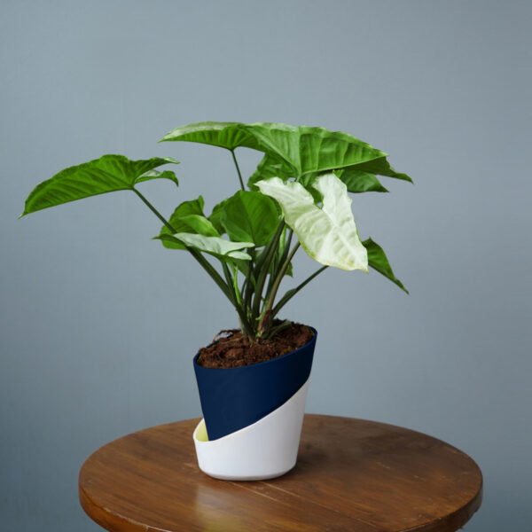 Syngomium White - Image 3