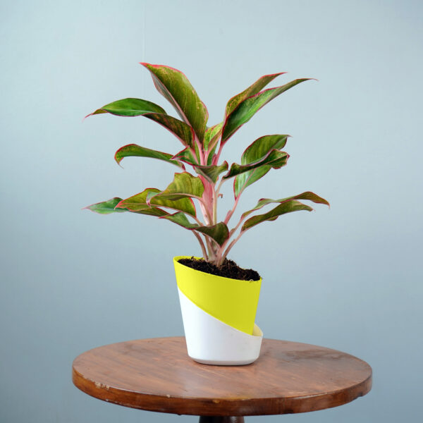 Aglonema Lipstick - Image 11
