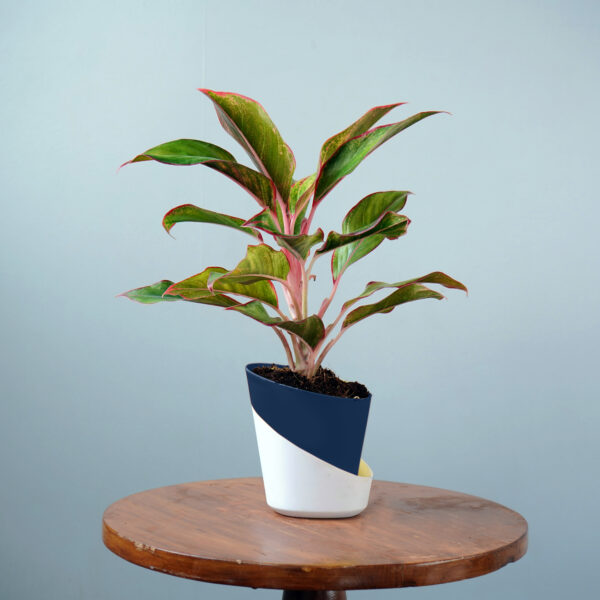 Aglonema Lipstick - Image 4