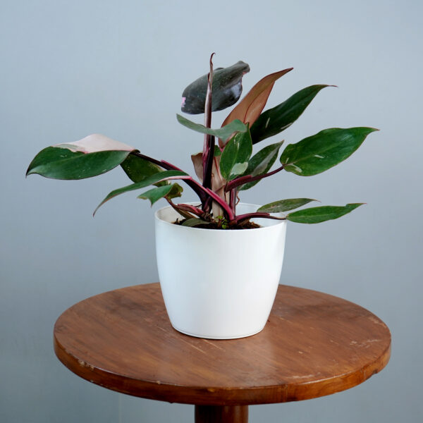 Philodendron Pink Princess - Image 5
