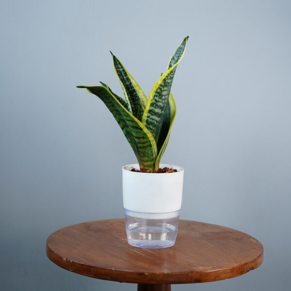 Snake Plant - Image 2