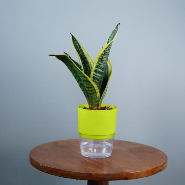 Snake Plant - Image 4