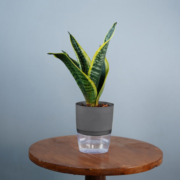 Snake Plant - Image 5