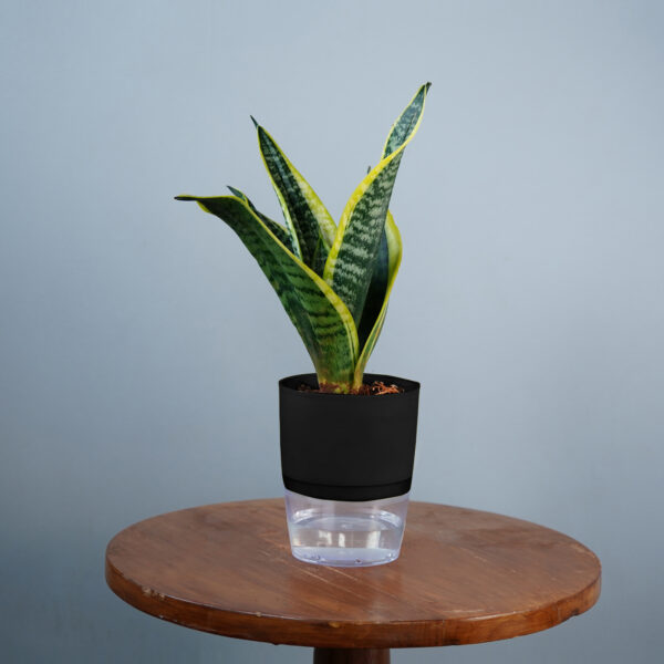 Snake Plant - Image 6