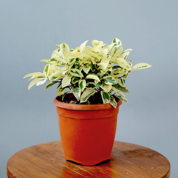 Safari Ficus