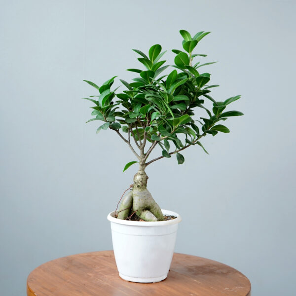 Bonsai Ficus