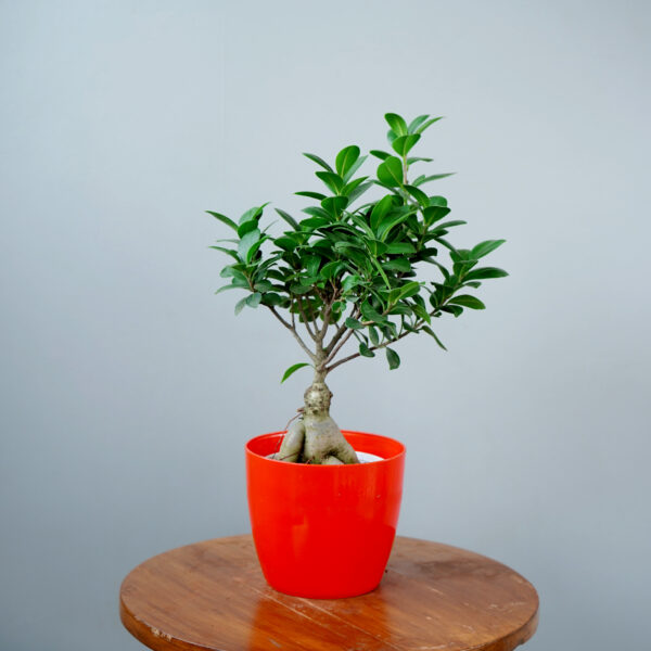 Bonsai Ficus - Image 5