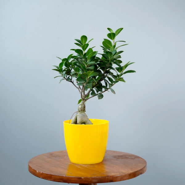 Bonsai Ficus - Image 3