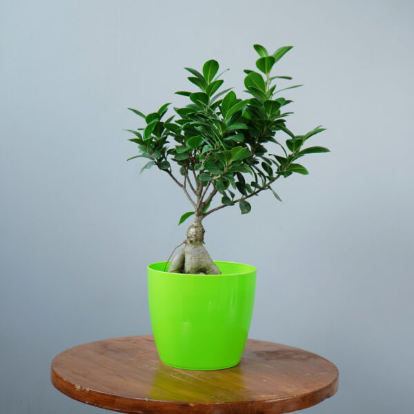 Bonsai Ficus - Image 4