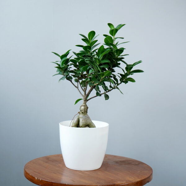 Bonsai Ficus - Image 2