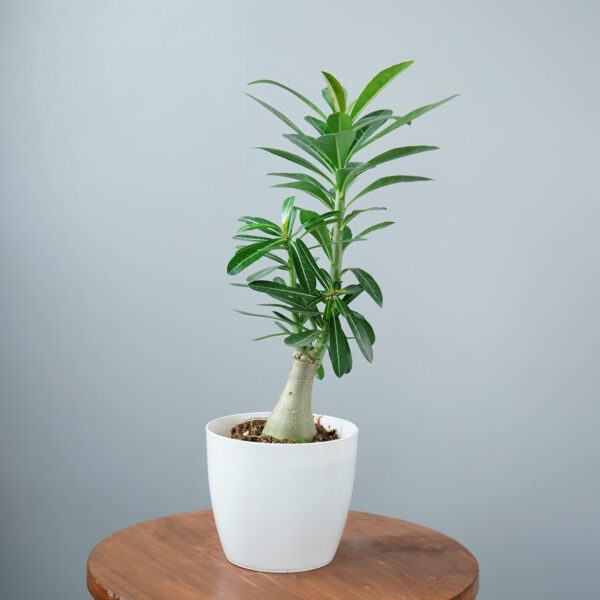 Adenium