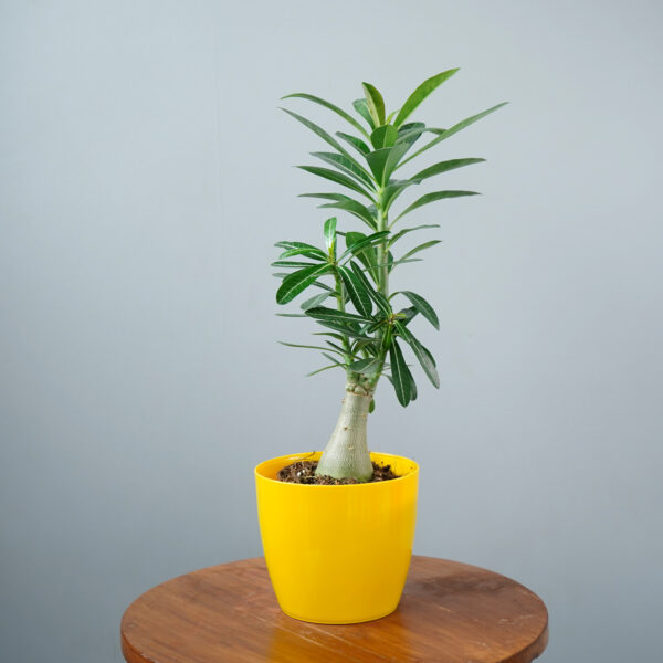Adenium - Image 2