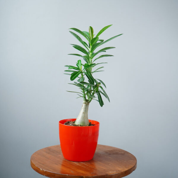 Adenium - Image 4