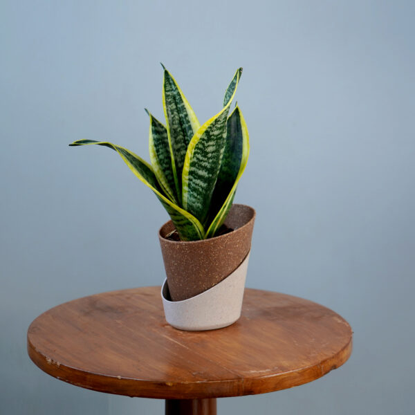 Snake Plant - Image 7