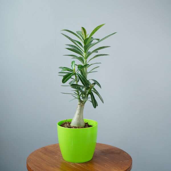 Adenium - Image 3