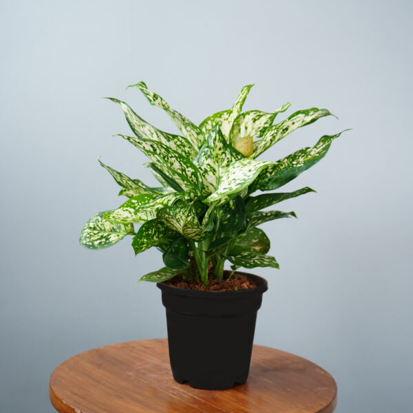 Aglonema Snow White - Image 5