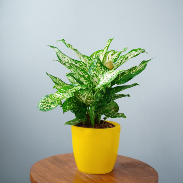 Aglonema Snow White - Image 2