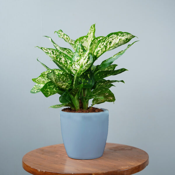 Aglonema Snow White - Image 3