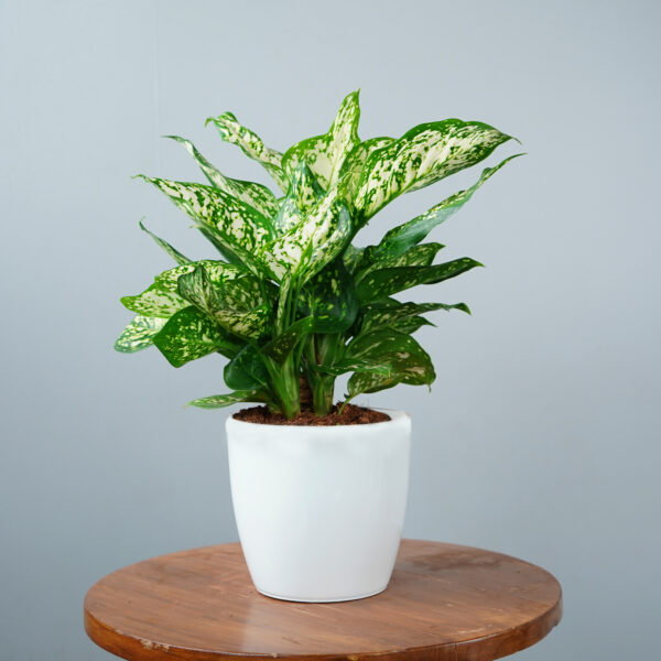 Aglonema Snow White