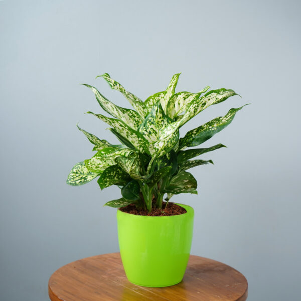 Aglonema Snow White - Image 4