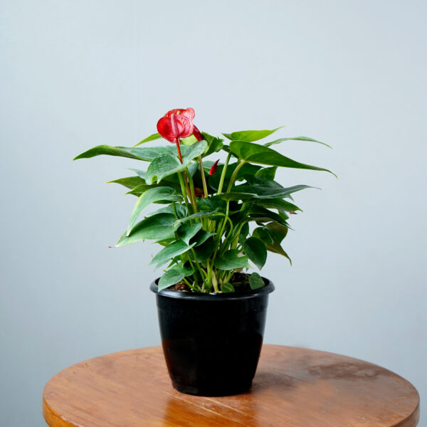Anthurium Red - Image 2
