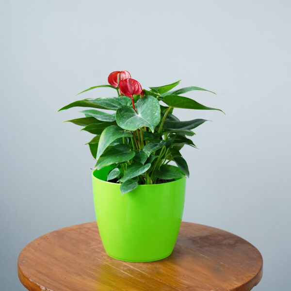 Anthurium Red - Image 3